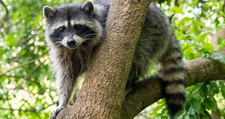 Ubuntu Resolute Raccoon spits out Xorg, but still lets you run X11 apps