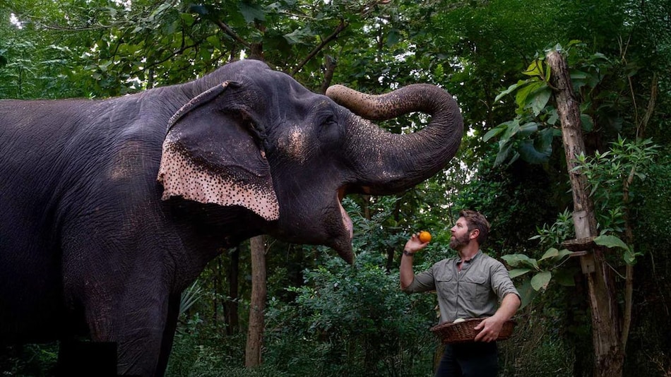 Vantara Sanctuary Stories Now Available for Streaming on JioHotstar: What You Need to Know